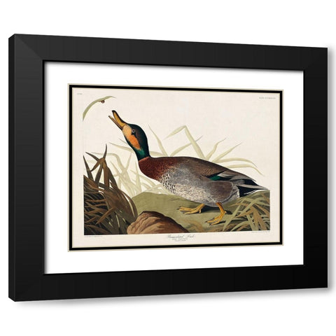 Bemaculated Duck Black Modern Wood Framed Art Print with Double Matting by Audubon, John James