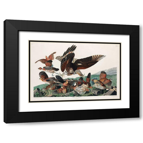 Virginian Partridge Black Modern Wood Framed Art Print with Double Matting by Audubon, John James