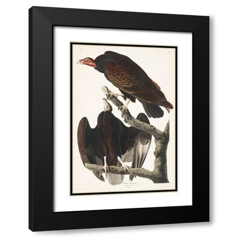 Turkey Buzzard Black Modern Wood Framed Art Print with Double Matting by Audubon, John James