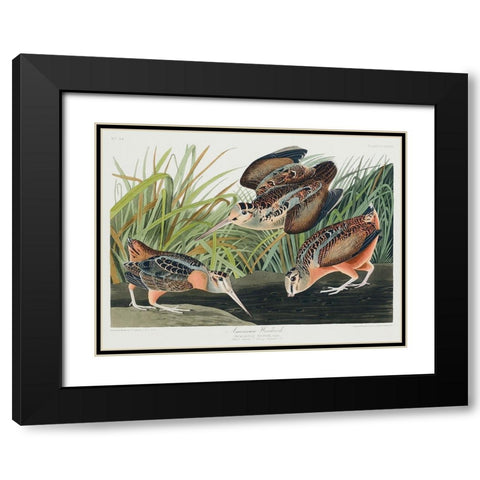 American Woodcock Black Modern Wood Framed Art Print with Double Matting by Audubon, John James