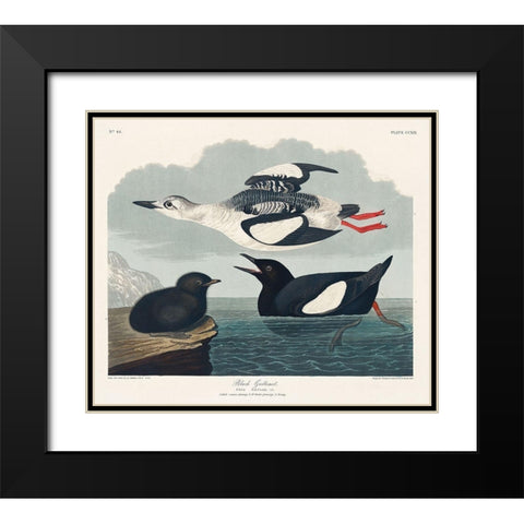 Black Guillemot Black Modern Wood Framed Art Print with Double Matting by Audubon, John James