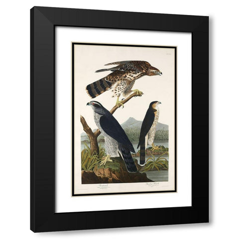 Goshawk and Stanley Hawk Black Modern Wood Framed Art Print with Double Matting by Audubon, John James