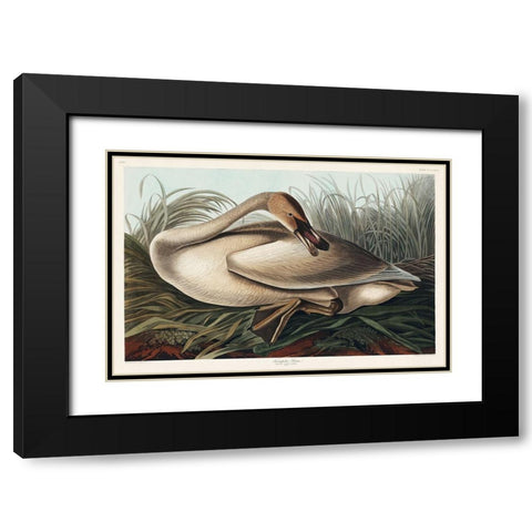 Trumpeter Swan Black Modern Wood Framed Art Print with Double Matting by Audubon, John James