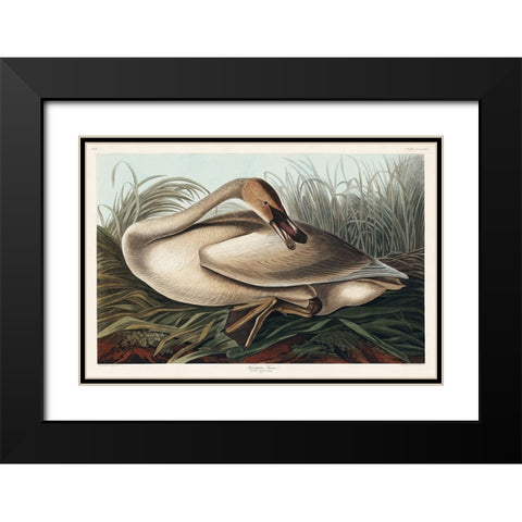Trumpeter Swan Black Modern Wood Framed Art Print with Double Matting by Audubon, John James