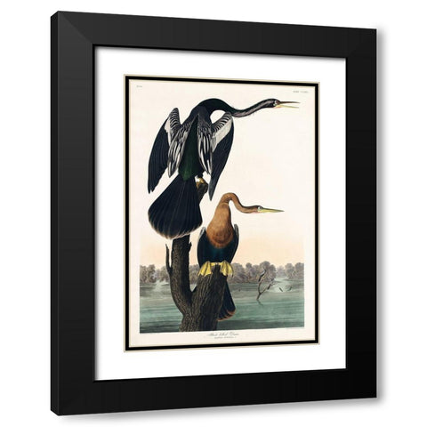 Black-bellied Darter Black Modern Wood Framed Art Print with Double Matting by Audubon, John James