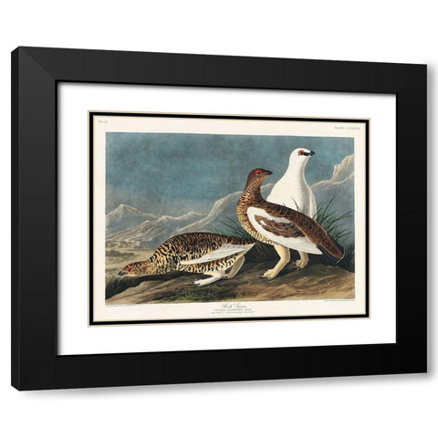 Rock Grous Black Modern Wood Framed Art Print with Double Matting by Audubon, John James