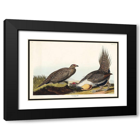 Cock of the Plains Black Modern Wood Framed Art Print with Double Matting by Audubon, John James