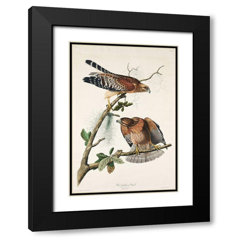 Red-shouldered Hawk Black Modern Wood Framed Art Print with Double Matting by Audubon, John James