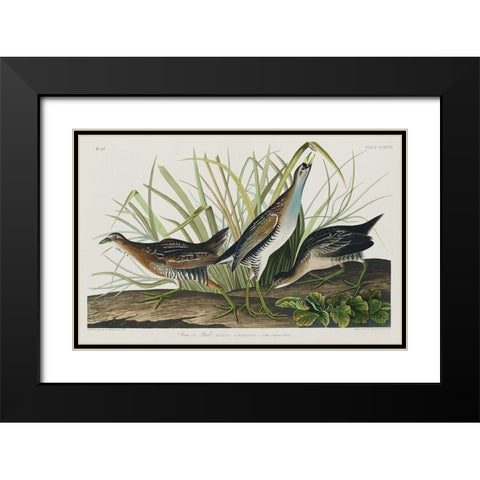 Sora, or Rail Black Modern Wood Framed Art Print with Double Matting by Audubon, John James