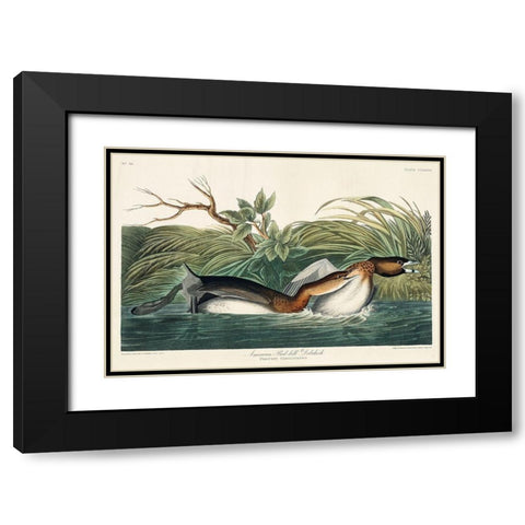 American Pied-billed Black Modern Wood Framed Art Print with Double Matting by Audubon, John James