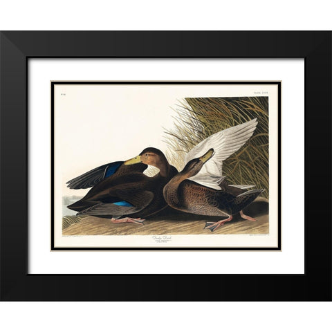 Dusky Duck Black Modern Wood Framed Art Print with Double Matting by Audubon, John James