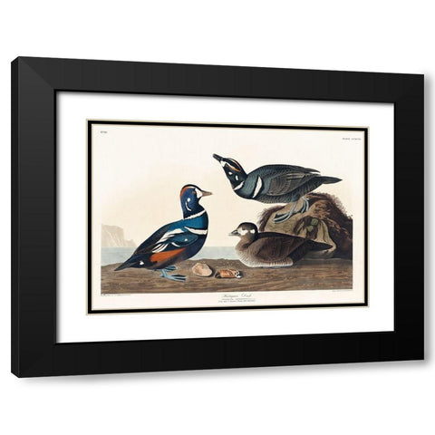 Harlequin Duck Black Modern Wood Framed Art Print with Double Matting by Audubon, John James
