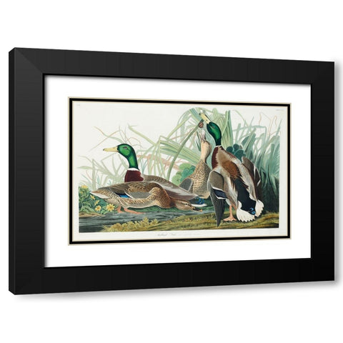 Mallard Duck Black Modern Wood Framed Art Print with Double Matting by Audubon, John James