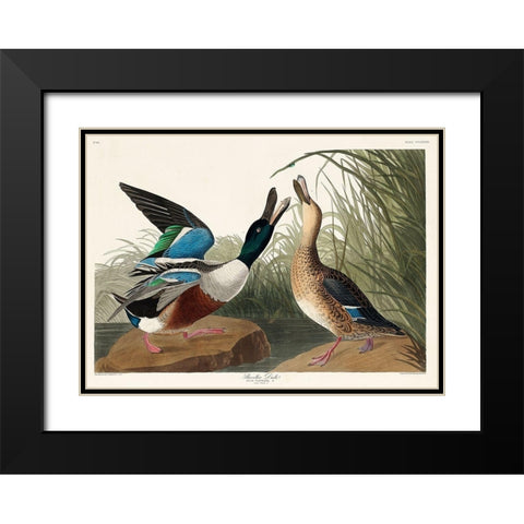 Shoveller Duck Black Modern Wood Framed Art Print with Double Matting by Audubon, John James