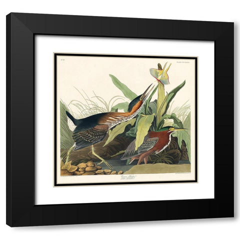Green Heron Black Modern Wood Framed Art Print with Double Matting by Audubon, John James