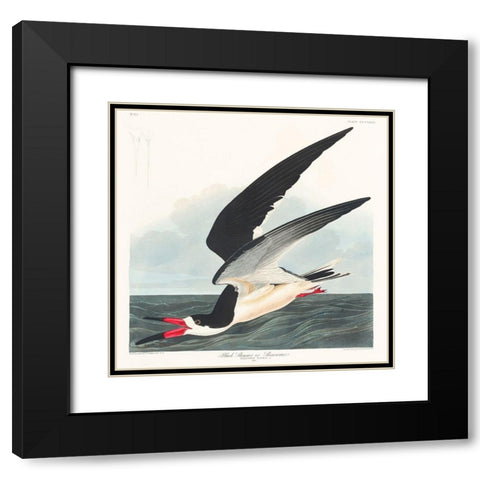 Black Skimmer Black Modern Wood Framed Art Print with Double Matting by Audubon, John James