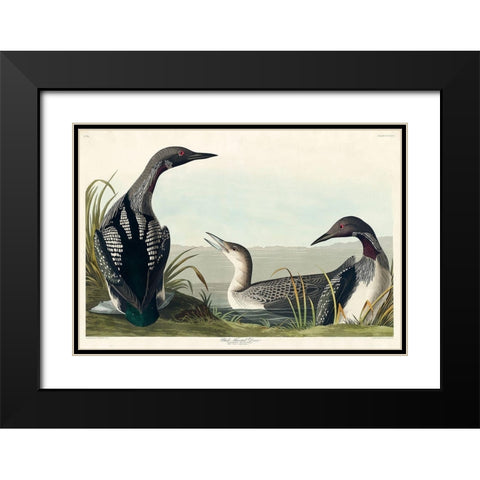 Black-Throated Diver Black Modern Wood Framed Art Print with Double Matting by Audubon, John James