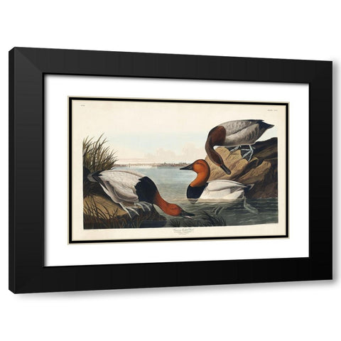 Canvas backed Duck Black Modern Wood Framed Art Print with Double Matting by Audubon, John James