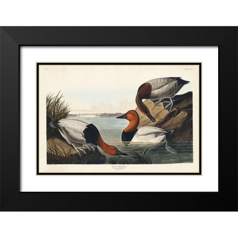 Canvas backed Duck Black Modern Wood Framed Art Print with Double Matting by Audubon, John James