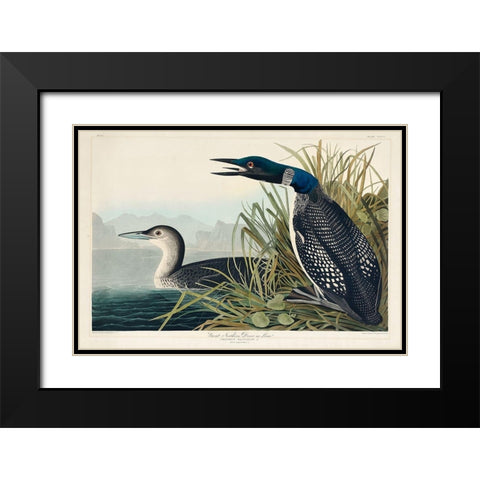 Great Northern Diver or Loon Black Modern Wood Framed Art Print with Double Matting by Audubon, John James