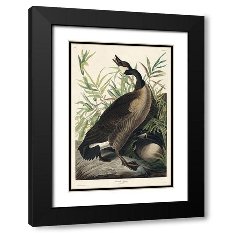 Canada Goose Black Modern Wood Framed Art Print with Double Matting by Audubon, John James