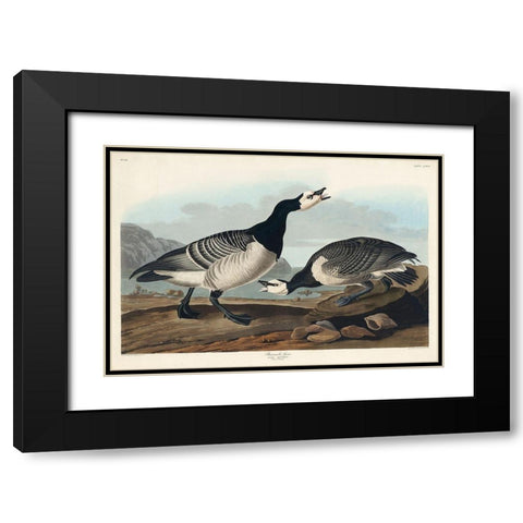 Barnacle Goose Black Modern Wood Framed Art Print with Double Matting by Audubon, John James