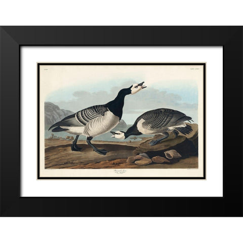 Barnacle Goose Black Modern Wood Framed Art Print with Double Matting by Audubon, John James