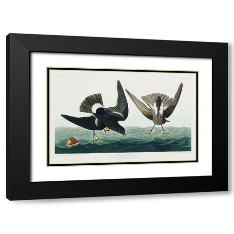 Stormy Petrel Black Modern Wood Framed Art Print with Double Matting by Audubon, John James