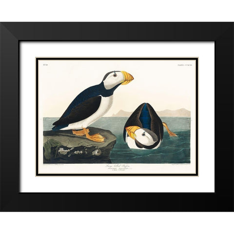 Large billed Puffin Black Modern Wood Framed Art Print with Double Matting by Audubon, John James