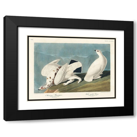 American Ptarmigan and White-tailed Grous Black Modern Wood Framed Art Print with Double Matting by Audubon, John James