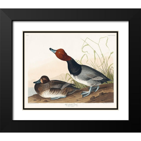 Red-headed Duck Black Modern Wood Framed Art Print with Double Matting by Audubon, John James