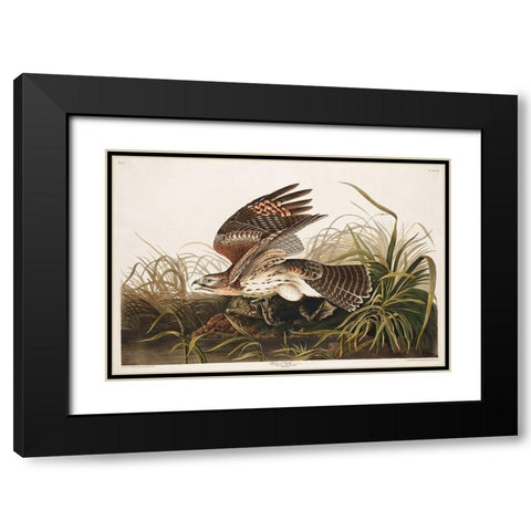 Winter Hawk Black Modern Wood Framed Art Print with Double Matting by Audubon, John James