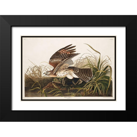 Winter Hawk Black Modern Wood Framed Art Print with Double Matting by Audubon, John James