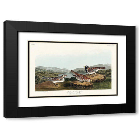 Lapland Long-spur Black Modern Wood Framed Art Print with Double Matting by Audubon, John James