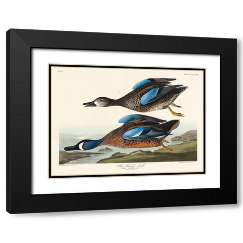 Blue-Winged Teal Black Modern Wood Framed Art Print with Double Matting by Audubon, John James