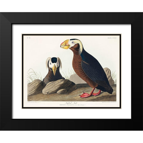 Tufted Auk Black Modern Wood Framed Art Print with Double Matting by Audubon, John James