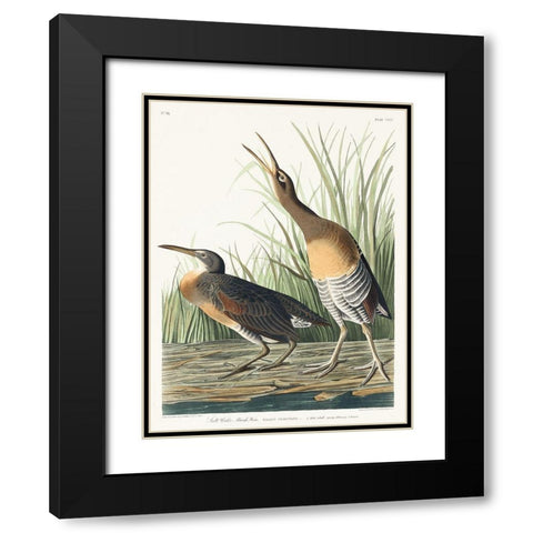 Salt Water Marsh Hen Black Modern Wood Framed Art Print with Double Matting by Audubon, John James