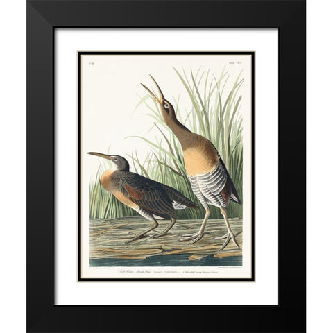 Salt Water Marsh Hen Black Modern Wood Framed Art Print with Double Matting by Audubon, John James
