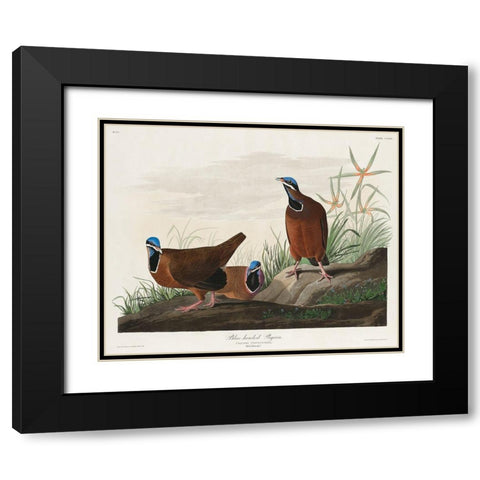 Blue-headed Pigeon Black Modern Wood Framed Art Print with Double Matting by Audubon, John James