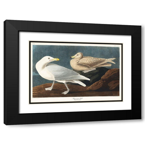 Burgomaster Gull Black Modern Wood Framed Art Print with Double Matting by Audubon, John James