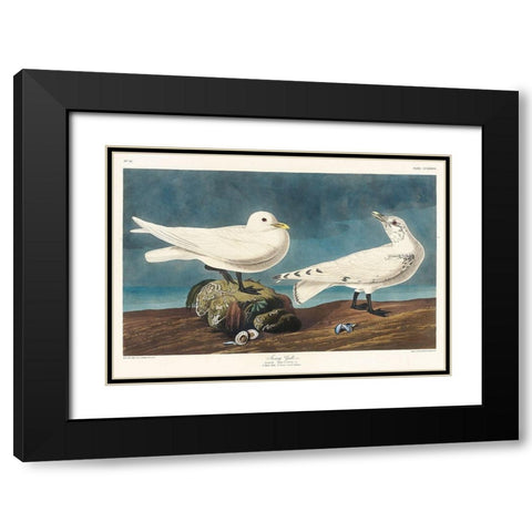 Ivory Gull Black Modern Wood Framed Art Print with Double Matting by Audubon, John James
