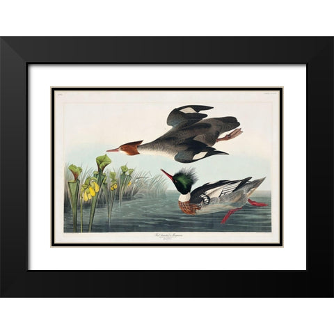 Red-breasted Merganser Black Modern Wood Framed Art Print with Double Matting by Audubon, John James