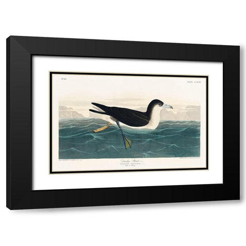 Dusky Petrel Black Modern Wood Framed Art Print with Double Matting by Audubon, John James