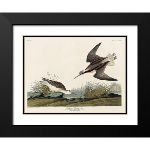 Wilsons Phalarope Black Modern Wood Framed Art Print with Double Matting by Audubon, John James