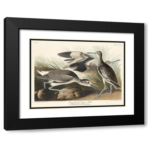 Semipalmated Snipe or Willet Black Modern Wood Framed Art Print with Double Matting by Audubon, John James