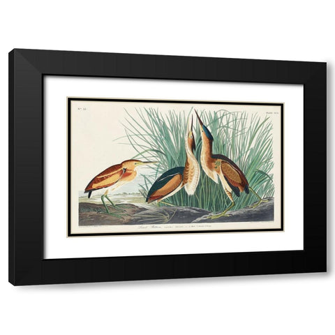 Least Bittern Black Modern Wood Framed Art Print with Double Matting by Audubon, John James
