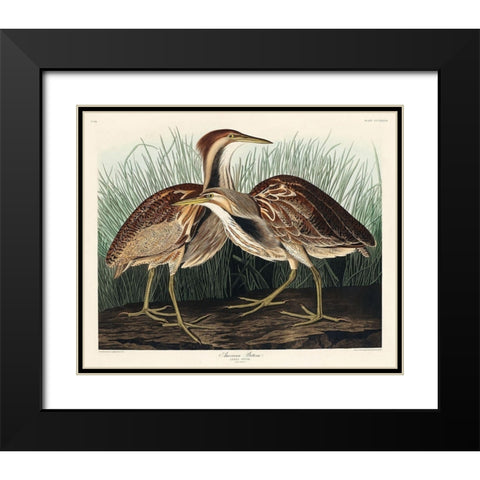 American Bittern Black Modern Wood Framed Art Print with Double Matting by Audubon, John James