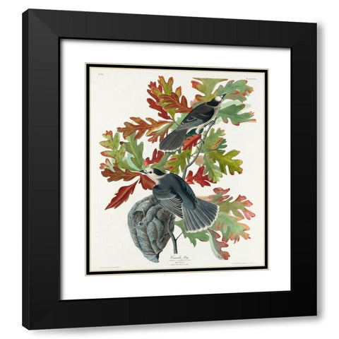 Canada JayÂ  Black Modern Wood Framed Art Print with Double Matting by Audubon, John James