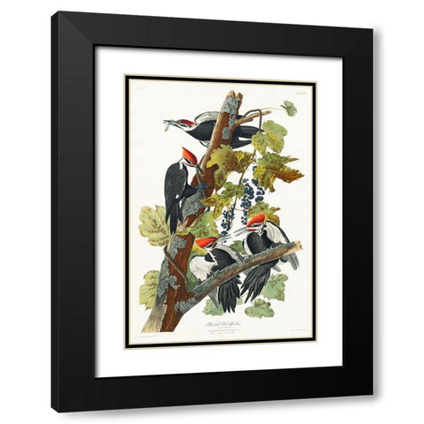 Pileated Woodpecker Black Modern Wood Framed Art Print with Double Matting by Audubon, John James