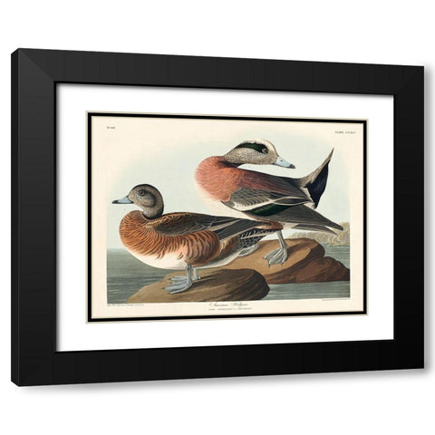 American Widgeon Black Modern Wood Framed Art Print with Double Matting by Audubon, John James